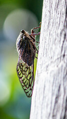 Fotografia de Natureza 