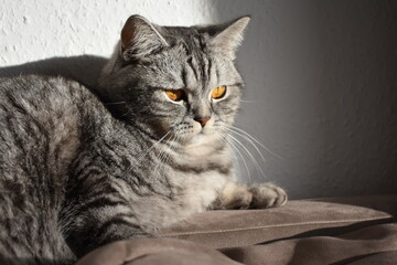 Unsere süße Pia-Britisch Kurzhaar