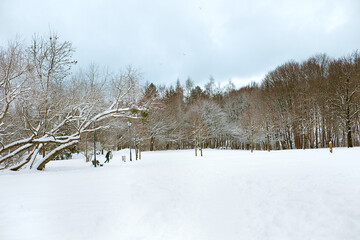white winter scenery in park