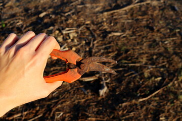 Old rusty pruner in a female hand on a blurred gray background.