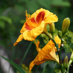 Two large flowers of a day lily with orange petals and a claret throat.