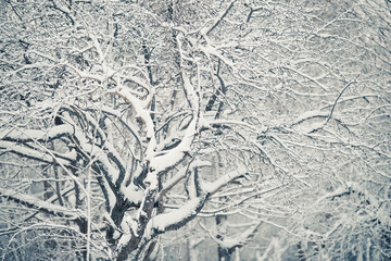 white winter scenery in park