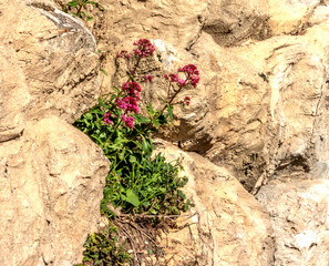 Fleurs violettes dans les rochers
