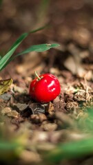 Fotografia de Natureza 