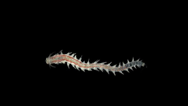 Worm Platynereis sp. under the microscope, Class Polychaeta, Nereididae Family, used to study the development of embryogenesis. Sample found in the Black Sea