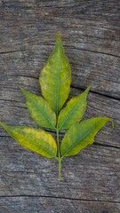 Fotografia de Natureza 