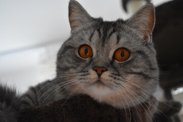 Unsere süße Pia-Britisch Kurzhaar