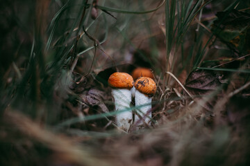 red mushrooms in the forest