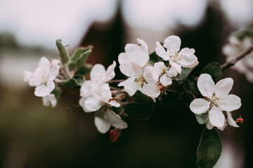 blossom in spring