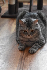 Unsere süße Pia-Britisch Kurzhaar