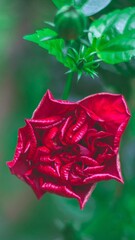 Fotografia de Natureza 