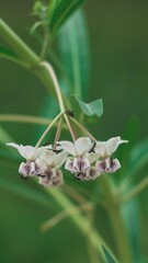 Fotografia de Natureza 