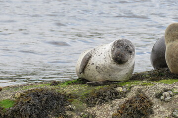 Earless seal   Foche © LORIS