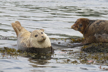Earless seal   Foche © LORIS