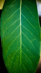 Fotografia de Natureza 