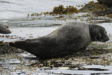Earless seal | Foche