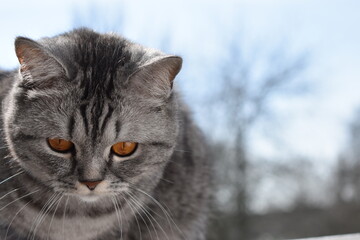 Unsere süße Pia-Britisch Kurzhaar