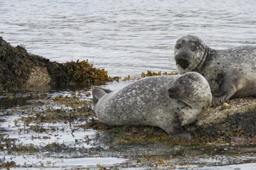 Earless seal   Foche © LORIS