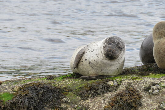Earless seal | Foche