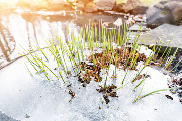 Sprouts of fresh new first green cane reed growing breakthrough frozen water ice crust on pond or...