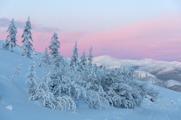 Evening landscape of snow-capped mountains and trees. Trees Covered With Snow With Pink Clouds In the coldest place on Earth - Oymyakon. - 406963037