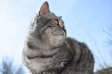 Unsere süße Pia-Britisch Kurzhaar