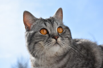 Unsere süße Pia-Britisch Kurzhaar