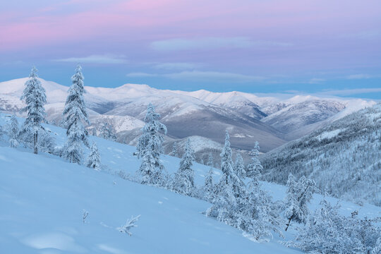 Evening landscape of snow-capped mountains and trees. Trees Covered With Snow With Pink Clouds In the coldest place on Earth - Oymyakon.