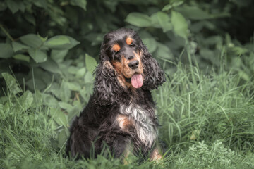 Black tri color english cocker spaniel sitting on green grass at summer. Portrait of dog at nature.