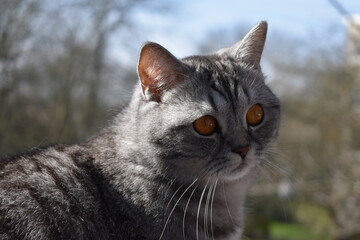 Unsere süße Pia-Britisch Kurzhaar