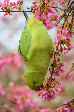 Green parakeet in a cherry blossom tree