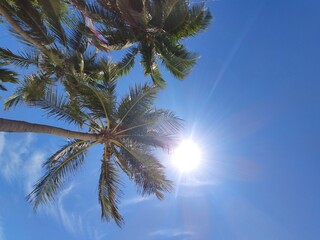 Palm tree tops in front of a bright sunshine in Miami Florida