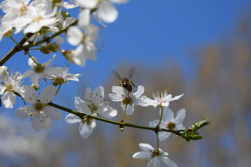 Eine Wespe auf einer Blüte.