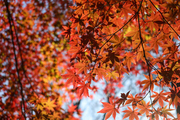 日本の秋の風景 もみじ 紅葉 鮮やか 美しい