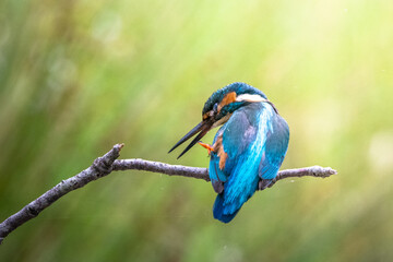martin pescatore di spalle posato su ramo mentre si gratta in becco