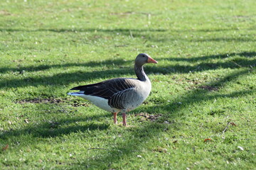 Enten, Gänse und andere Vogelarten aus Kassel.