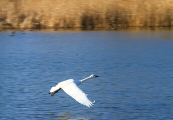 御宝田遊水地 湖面を飛翔する白鳥
