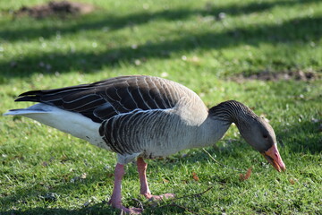 Enten, Gänse und andere Vogelarten aus Kassel.