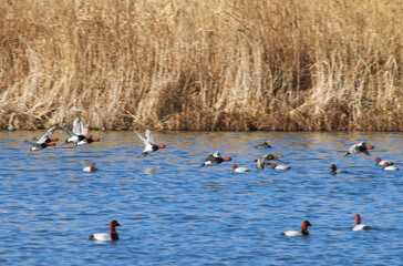 御宝田遊水地 飛び立つホシハジロの群れ