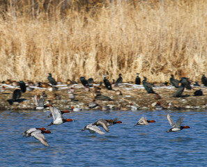御宝田遊水地 飛び立つホシハジロの群れ