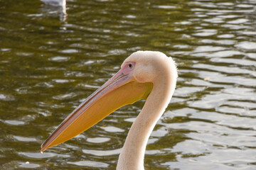 Pelican closeup portrait