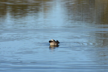 Enten, Gänse und andere Vogelarten aus Kassel.