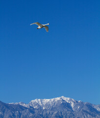 Fototapeta na wymiar 北アルプスと飛翔する白鳥