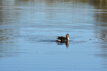 Enten, Gänse und andere Vogelarten aus Kassel.