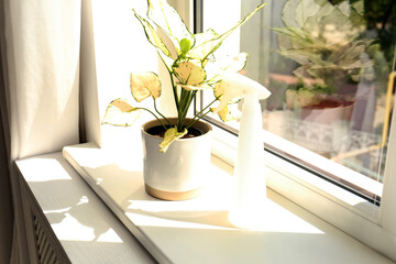 Exotic houseplant with beautiful leaves and sprayer on window sill at home