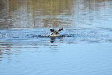 Enten, Gänse und andere Vogelarten aus Kassel.