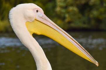 Pelican closeup portrait