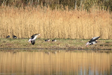 Enten, Gänse und andere Vogelarten aus Kassel.