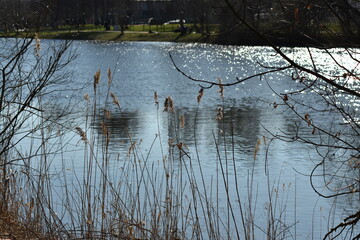 Naturaufnahmen am See in Hessen.