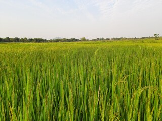 Paddy field under blue sky. Paddy, Organic Agriculture ,Ears Of Rice In The Field. Close up ear of rice swaying by wind in rice paddy. grain in paddy field concept.
